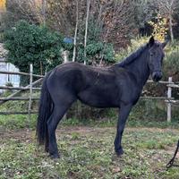 Puledra Tolfetana pronta doma