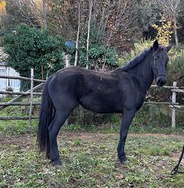 Puledra Tolfetana pronta doma