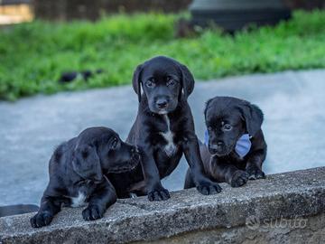 cuccioli due mesi femmine golden labrador 