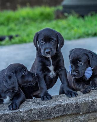 cuccioli due mesi femmine golden labrador 