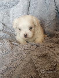 Maltese pedigree Enci