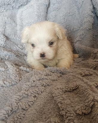 Maltese pedigree Enci