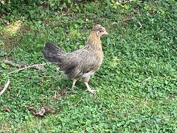 Galline