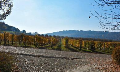 Vino nel Mondo