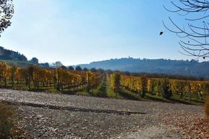 Vino nel Mondo