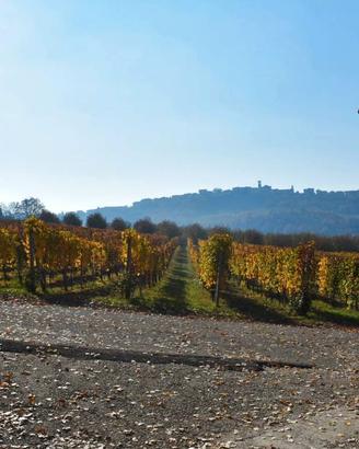 Vino nel Mondo