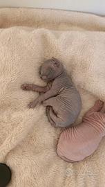 Cuccioli di Sphynx DA ALLEVAMENTO CON PEDIGREE