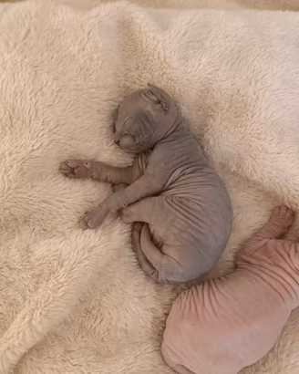 Cuccioli di Sphynx DA ALLEVAMENTO CON PEDIGREE