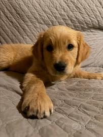 Ultima cucciola di Golden Retriever con pedigree