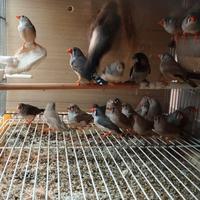 Diamante mandarino e passeri del giappone