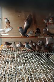 Diamante mandarino e passeri del giappone