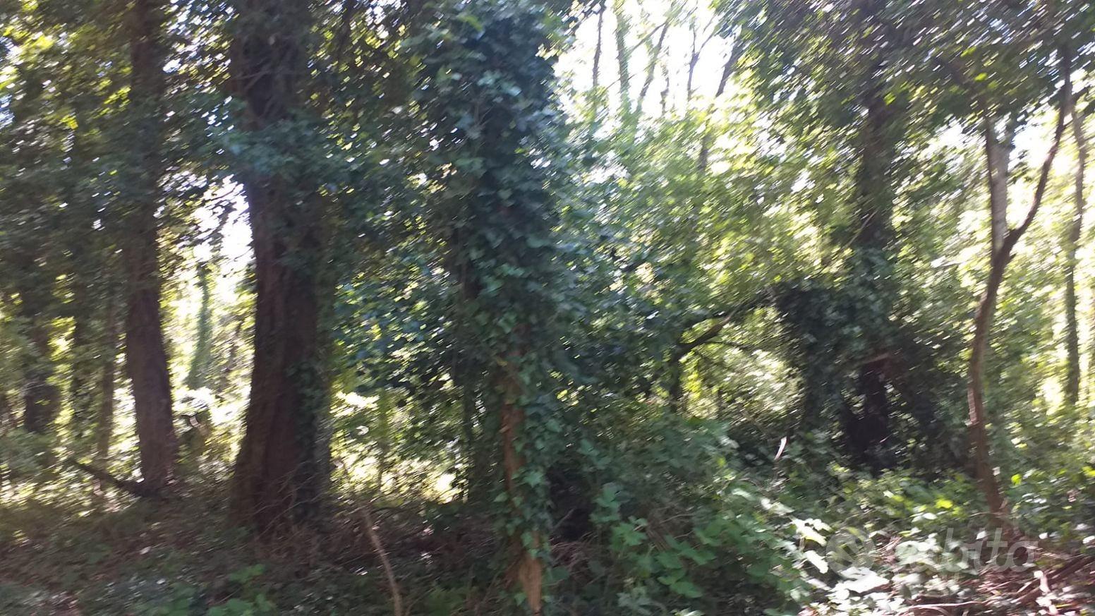 Terreno con bosco ceduo - Vista 6