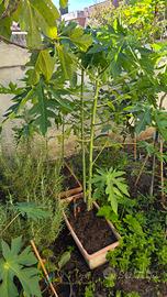 Piante di papaya 