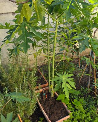 Piante di papaya 