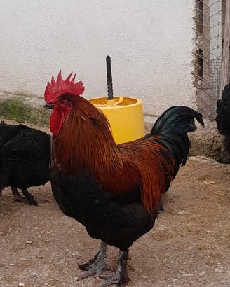 Galline marans