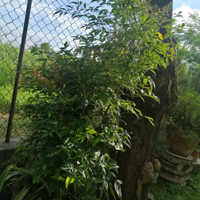 Piante di nandina domestica (bambu' sacro)