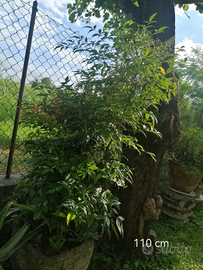 Piante di nandina domestica (bambu' sacro)