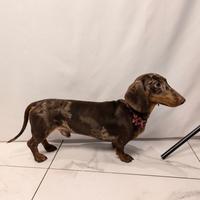 Bassotto Accoppiamento monta ARLECCHINO Nano 4kg