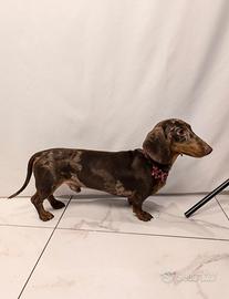 Bassotto Accoppiamento monta ARLECCHINO Nano 4kg