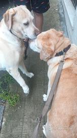 labrador