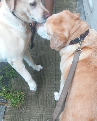 labrador