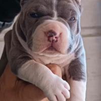 Pitbull ukc