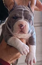 Pitbull ukc