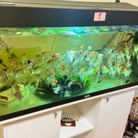 Scalari pesci tropicali