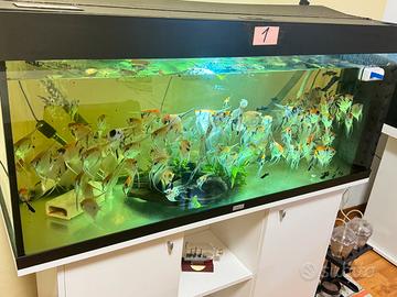 Scalari pesci tropicali