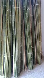 25 canne di bamboo per orto ortaggi