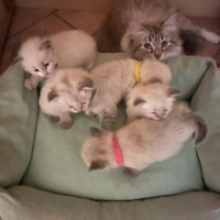Cuccioli di razza Siberiana