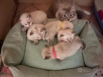 Cuccioli di razza Siberiana