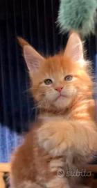 Maine coon