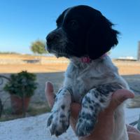 Setter Inglese - Splendidi cuccioli disponibili