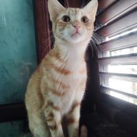 Federick gattino 6 mesi