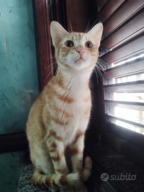 Federick gattino 6 mesi