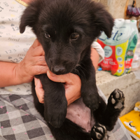 Cucciolo abbandonato