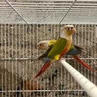 Coppia di Conuri guance Verdi, pappagalli
