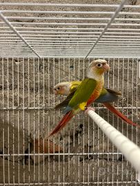 Coppia di Conuri guance Verdi, pappagalli