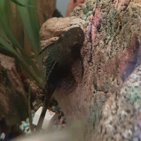 Coppia pesci pulitori acquario tropicale