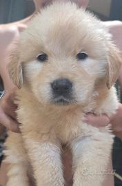 Cucciola Golden Retriever
