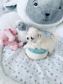 Cuccioli di maltese maschio e femmina