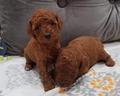 barboncini-taglia-toy-con-pedigree-enci