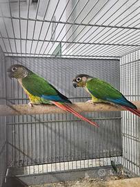 Coppia pyrrura guance verdi