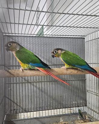 Coppia pyrrura guance verdi