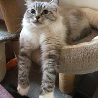 Coppia di gatte RAGDOLL con pedigree