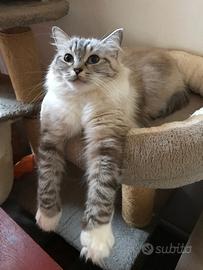 Coppia di gatte RAGDOLL con pedigree