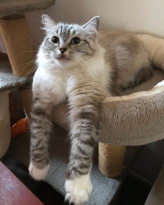 Coppia di gatte RAGDOLL con pedigree