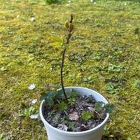 castagno nato da seme 