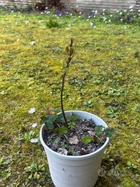 castagno nato da seme 